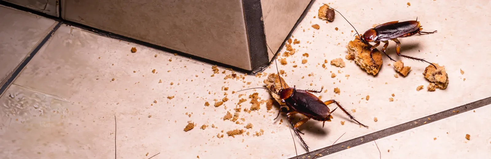 roaches in kitchen