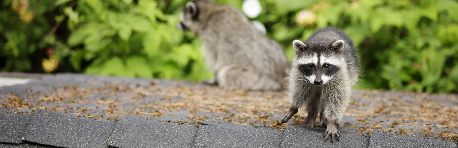 raccoon on roof of house