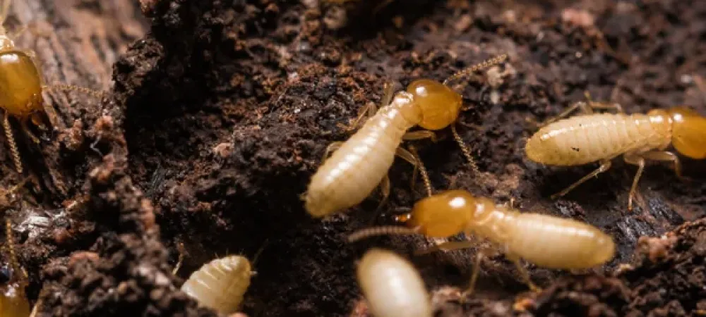 termites