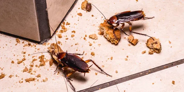 cockroaches in kitchen